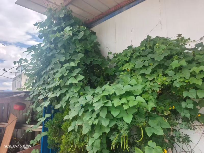 护坡葛藤种子边坡绿化矿山种籽植物草