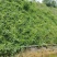 护坡葛藤种子边坡绿化矿山种籽植物草