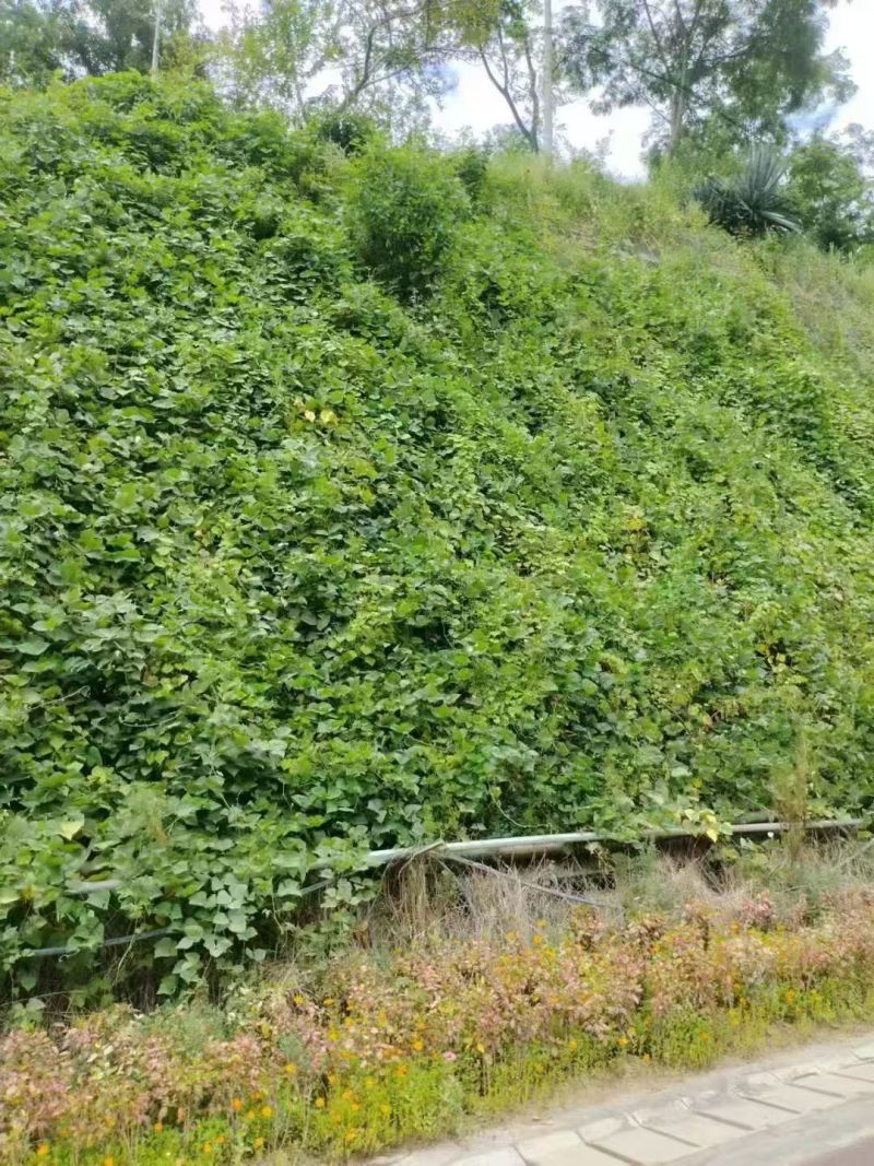 护坡葛藤种子边坡绿化矿山种籽植物草