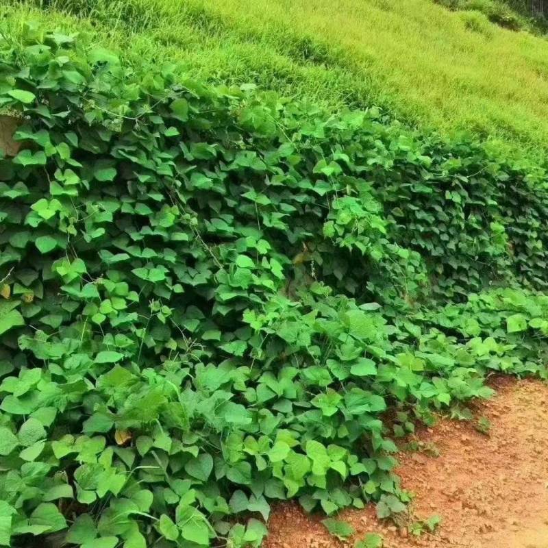 护坡葛藤种子边坡绿化矿山种籽植物草