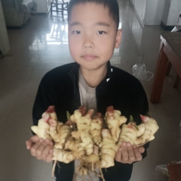生姜种植一手货源