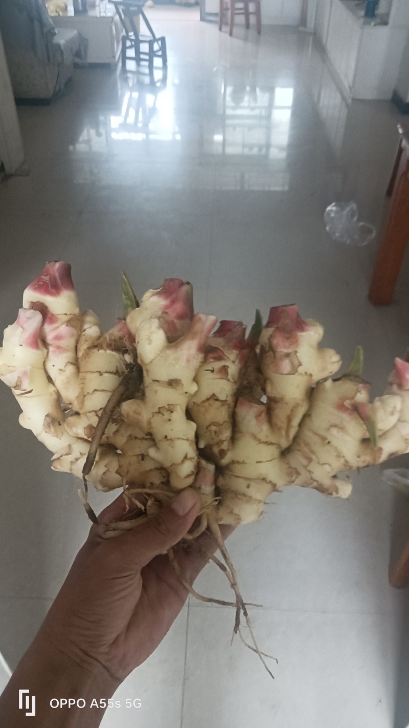 生姜种植一手货源