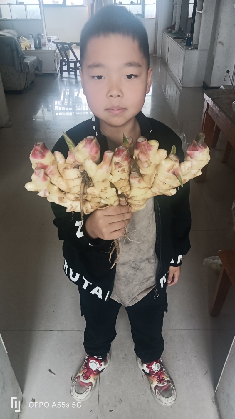 生姜种植一手货源