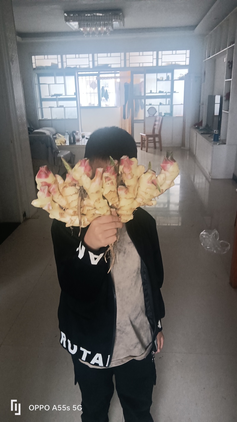生姜种植一手货源