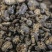 鼠妇虫中药材鼠妇虫手工挑选无硫中药材合作共赢