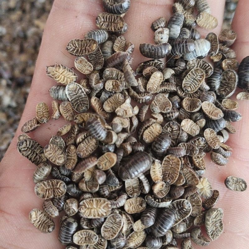 鼠妇虫中药材鼠妇虫手工挑选无硫中药材合作共赢