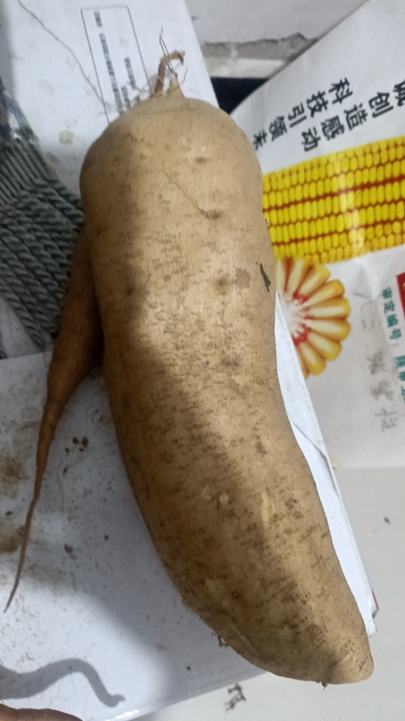 沙地红薯精品