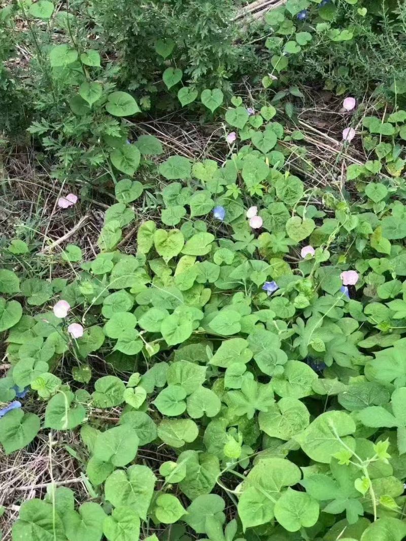 牵牛花种子喇叭花室外爬藤爬墙花卉混色开花不断盆栽易活播种
