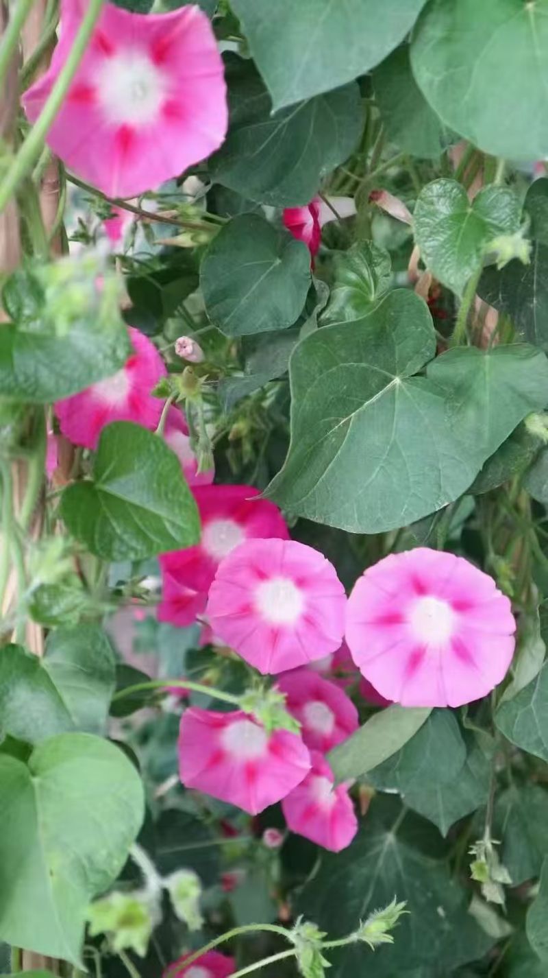 牵牛花种子喇叭花室外爬藤爬墙花卉混色开花不断盆栽易活播种