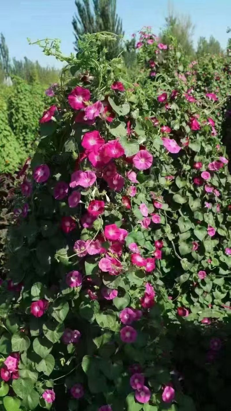 牵牛花种子喇叭花室外爬藤爬墙花卉混色开花不断盆栽易活播种