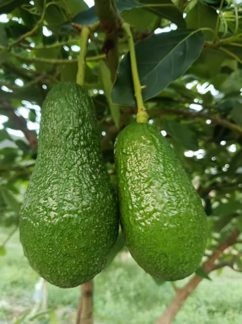 【推荐】牛油果一手货源供应市场商超电商量大从优