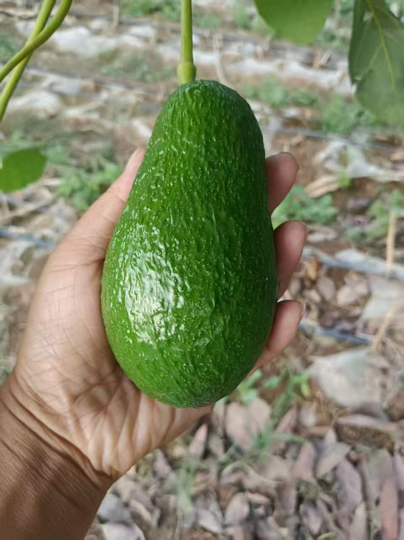 【推荐】牛油果一手货源供应市场商超电商量大从优