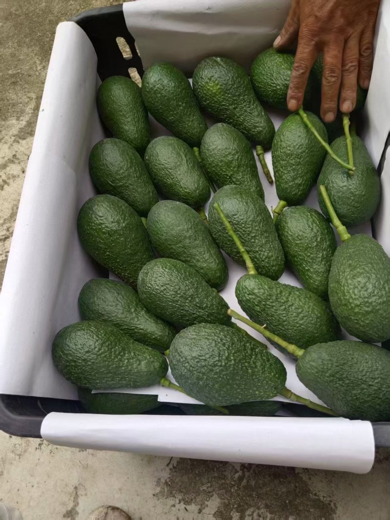 【推荐】牛油果一手货源供应市场商超电商量大从优