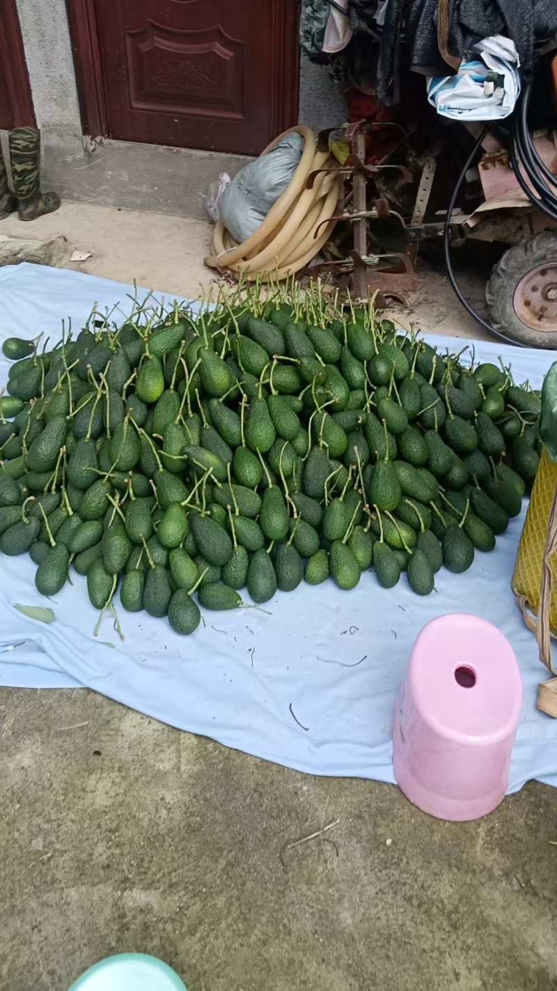 【推荐】牛油果一手货源供应市场商超电商量大从优