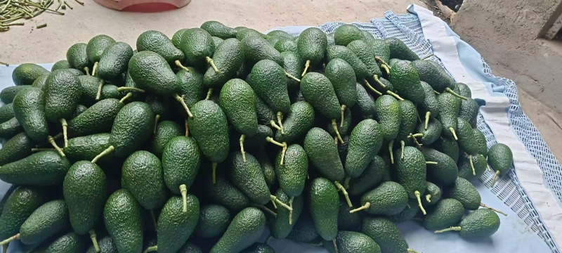 【推荐】牛油果一手货源供应市场商超电商量大从优