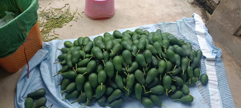 【推荐】牛油果一手货源供应市场商超电商量大从优