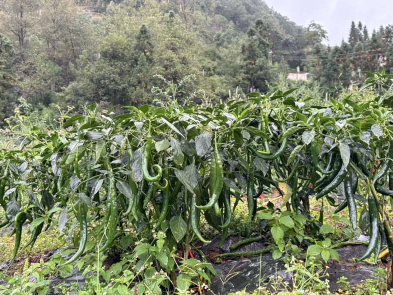 三号线椒，七号线椒，螺丝椒需要的老板联系