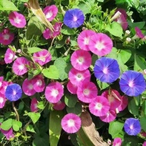 牵牛花种子喇叭花室外爬藤爬墙花卉混色开花不断盆栽易活播种