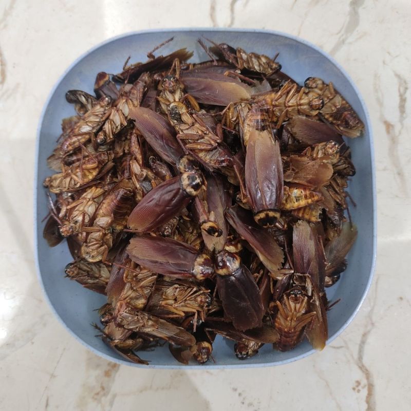 蟑螂冷背中药材干货蟑螂精选中药材合作共赢