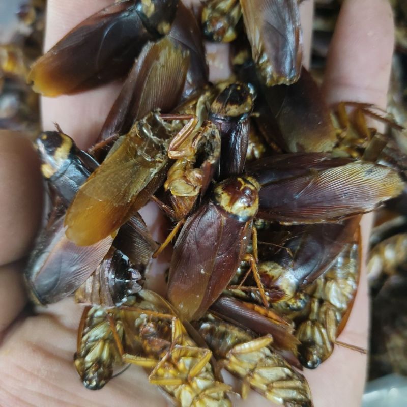蟑螂冷背中药材干货蟑螂精选中药材合作共赢