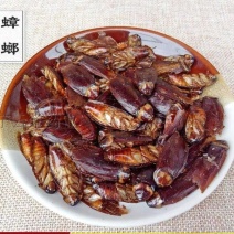 蟑螂冷背中药材干货蟑螂精选中药材合作共赢