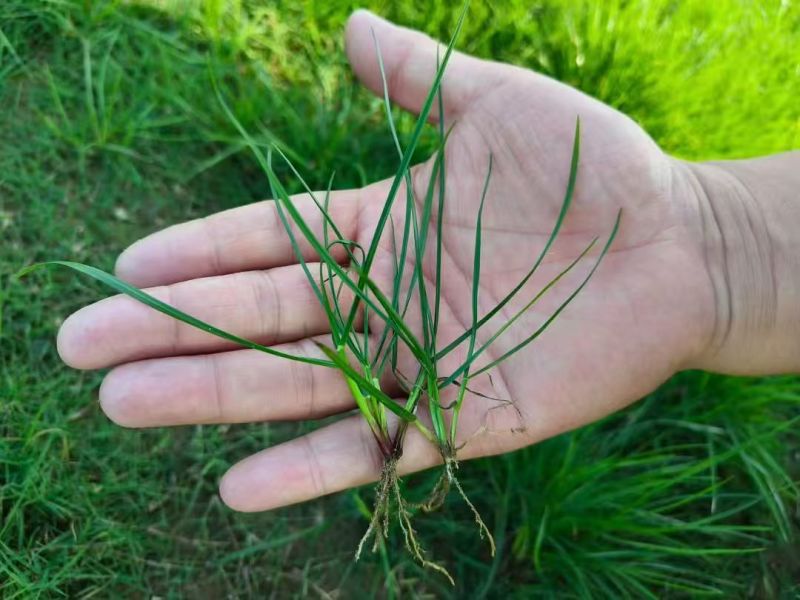 黑麦草种籽子种四季多年生耐寒牧草种子畜牧养殖草种鸡鸭牛羊