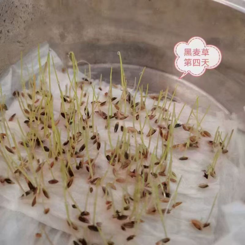 黑麦草种籽子种四季多年生耐寒牧草种子畜牧养殖草种鸡鸭牛羊