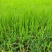 黑麦草种籽子种四季多年生耐寒牧草种子畜牧养殖草种鸡鸭牛羊