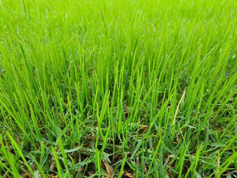 黑麦草种籽子种四季多年生耐寒牧草种子畜牧养殖草种鸡鸭牛羊