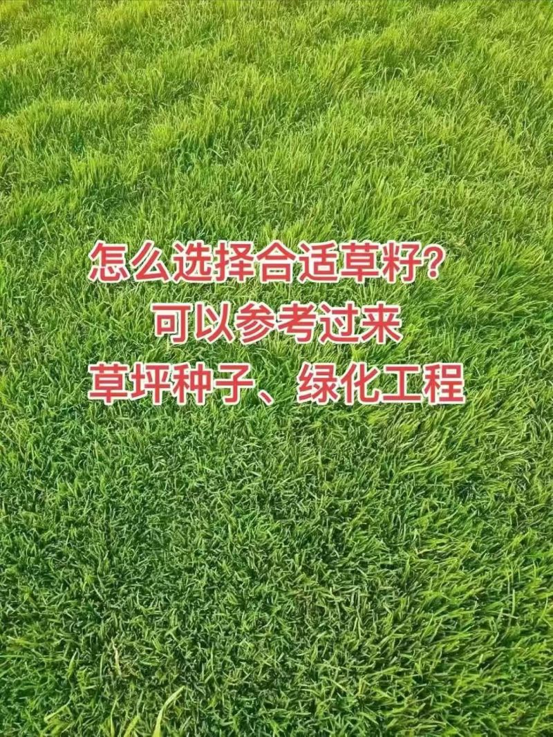 黑麦草种籽子种四季多年生耐寒牧草种子畜牧养殖草种鸡鸭牛羊