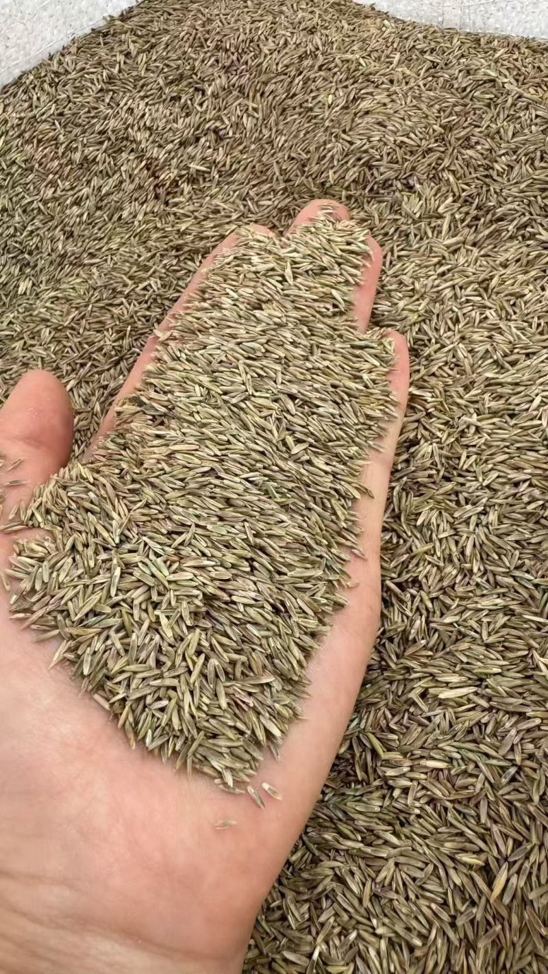 黑麦草种籽子种四季多年生耐寒牧草种子畜牧养殖草种鸡鸭牛羊