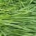 冬牧70黑麦草耐冻耐寒进口牧草种子养殖猪牛羊鸡鸭