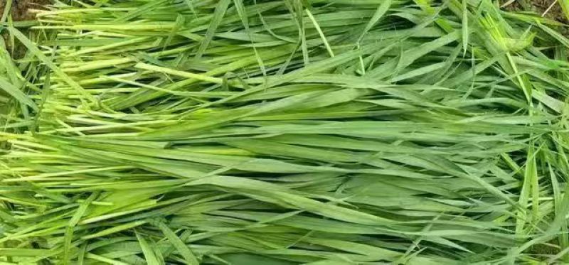 冬牧70黑麦草耐冻耐寒进口牧草种子养殖猪牛羊鸡鸭