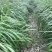 冬牧70黑麦草耐冻耐寒进口牧草种子养殖猪牛羊鸡鸭
