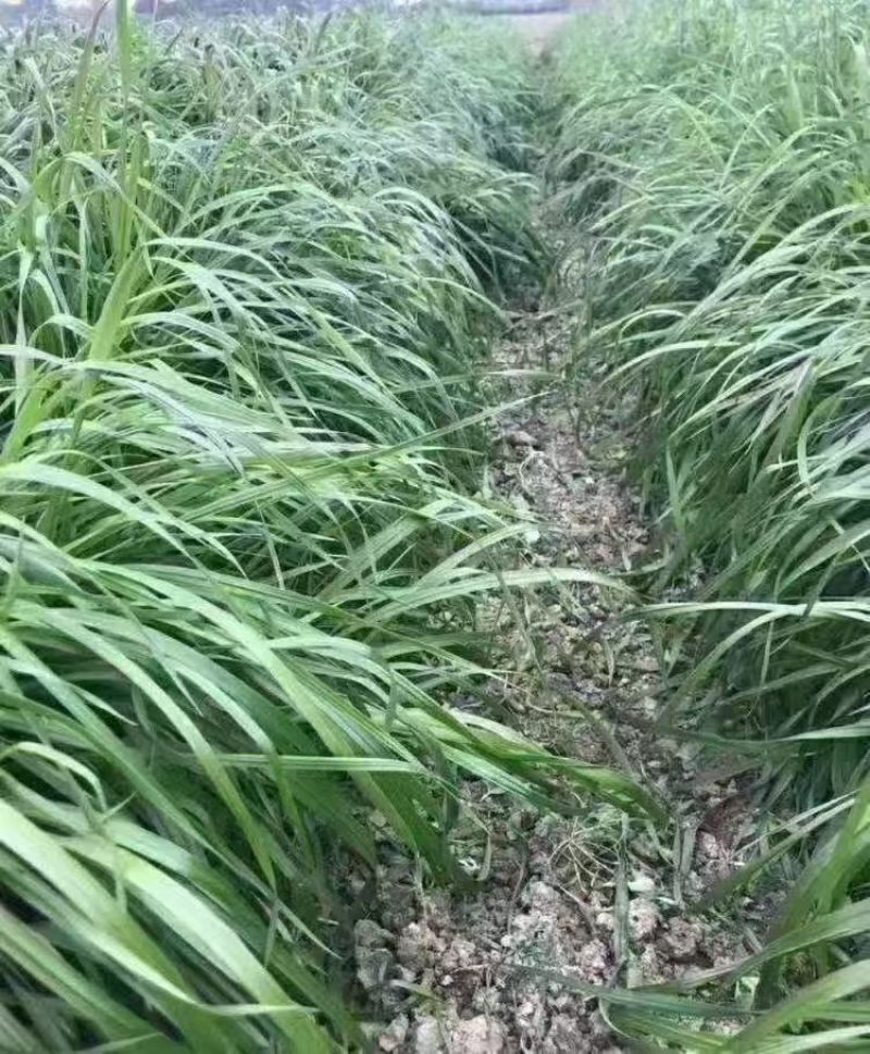 冬牧70黑麦草耐冻耐寒进口牧草种子养殖猪牛羊鸡鸭