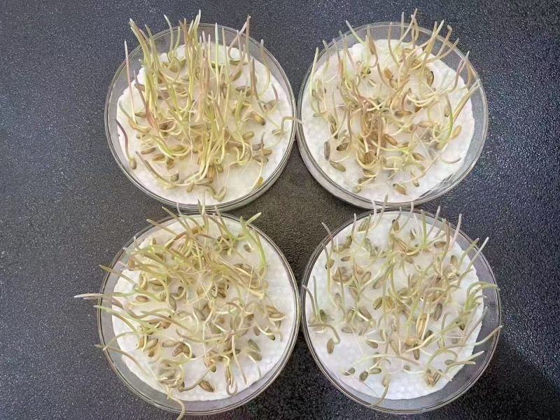 冬牧70黑麦草耐冻耐寒进口牧草种子养殖猪牛羊鸡鸭