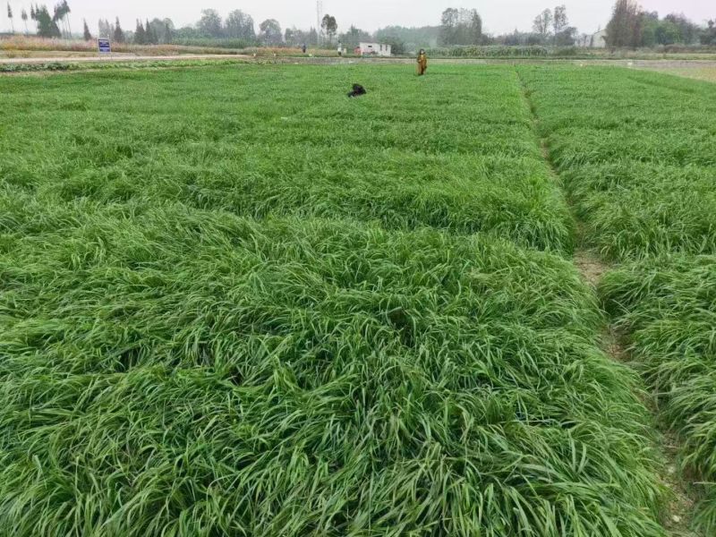 冬牧70黑麦草耐冻耐寒进口牧草种子养殖猪牛羊鸡鸭