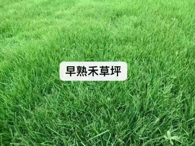进口早熟禾草坪草籽绿化四季常青耐践踏庭院公园耐寒耐旱地毯