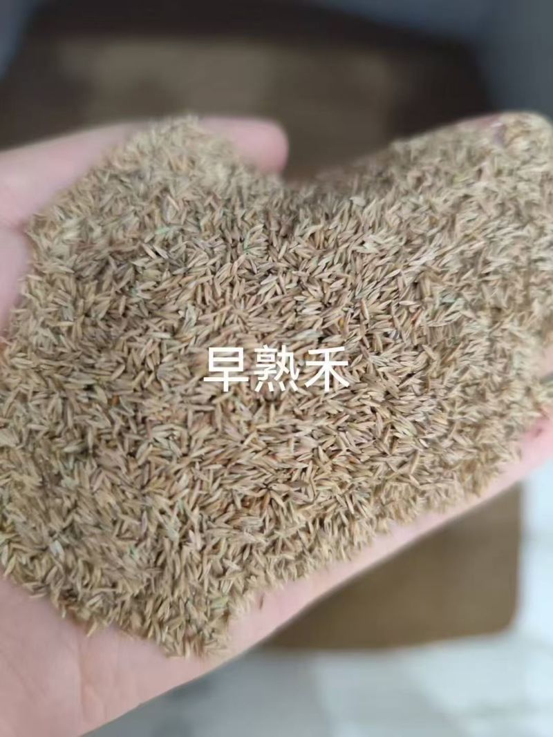 进口早熟禾草坪草籽绿化四季常青耐践踏庭院公园耐寒耐旱地毯
