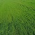 进口早熟禾草坪草籽绿化四季常青耐践踏庭院公园耐寒耐旱地毯