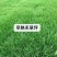 进口早熟禾草坪草籽绿化四季常青耐践踏庭院公园耐寒耐旱地毯