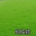 进口股颖草坪草籽别墅种子耐寒绿化耐踏庭院矮生耐旱高档超矮