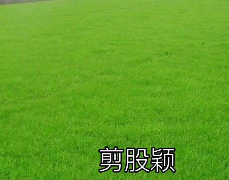 进口股颖草坪草籽别墅种子耐寒绿化耐踏庭院矮生耐旱高档超矮