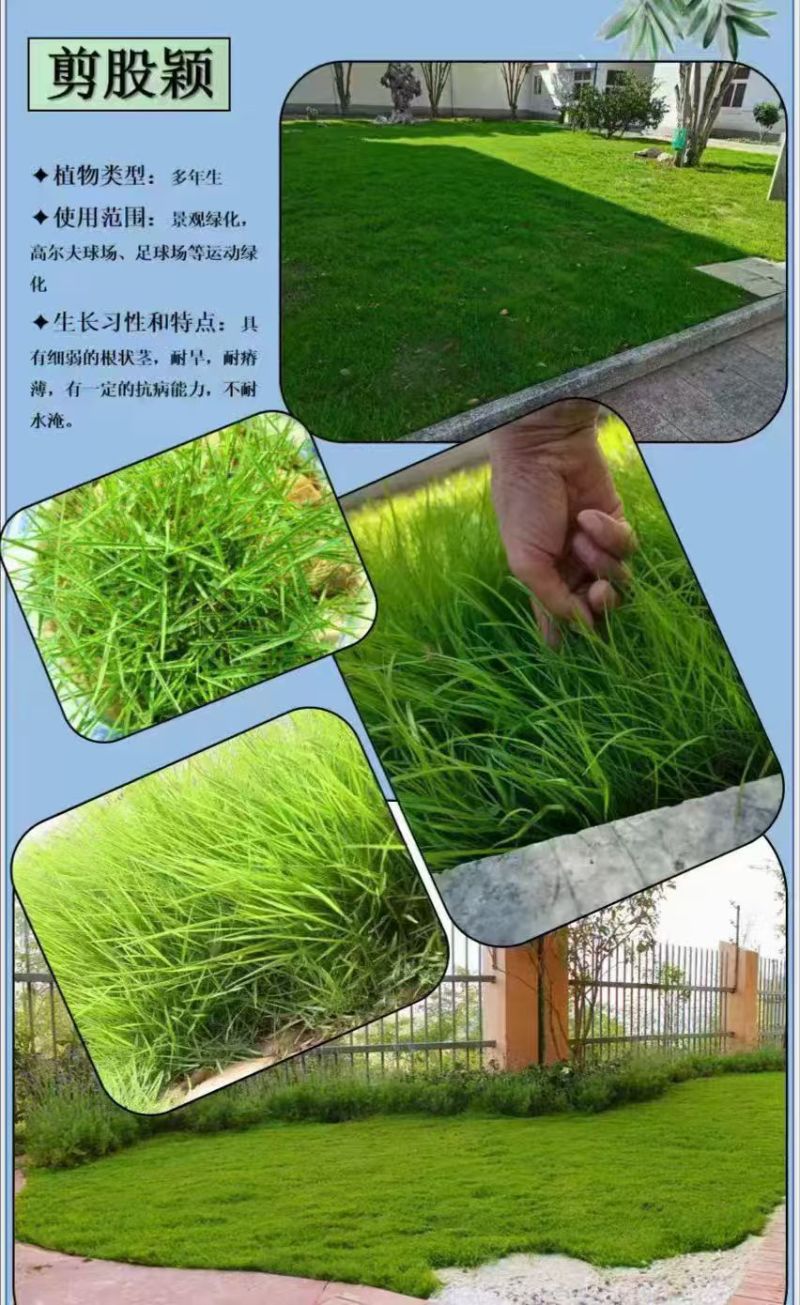 进口股颖草坪草籽别墅种子耐寒绿化耐踏庭院矮生耐旱高档超矮