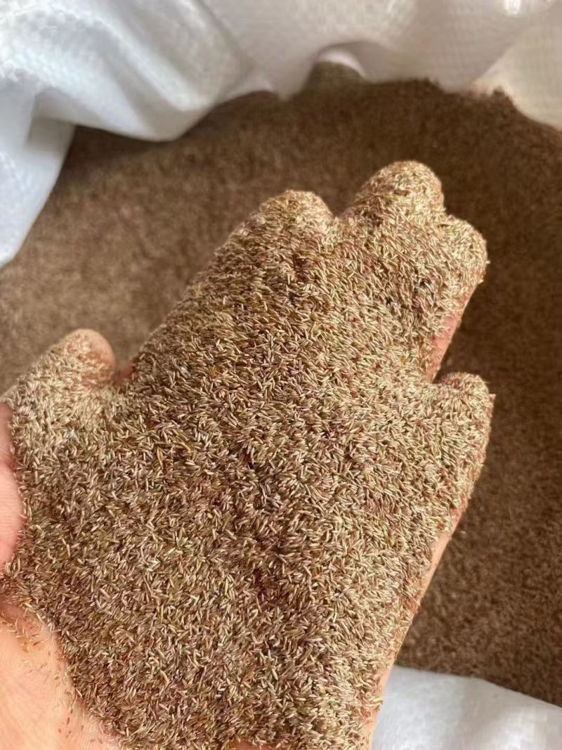 进口股颖草坪草籽别墅种子耐寒绿化耐踏庭院矮生耐旱高档超矮