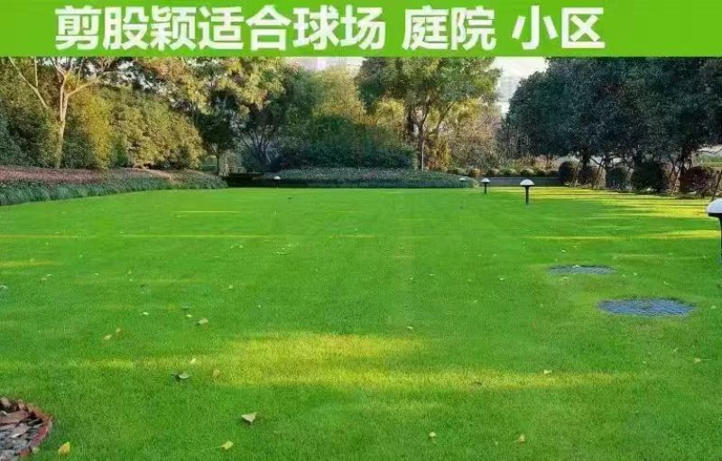 进口股颖草坪草籽别墅种子耐寒绿化耐踏庭院矮生耐旱高档超矮