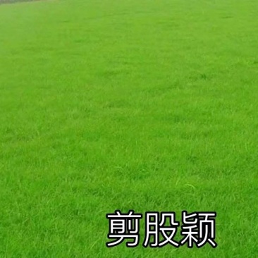 进口股颖草坪草籽别墅种子耐寒绿化耐踏庭院矮生耐旱高档超矮