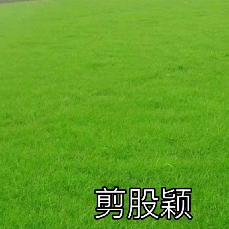 进口股颖草坪草籽别墅种子耐寒绿化耐踏庭院矮生耐旱高档超矮
