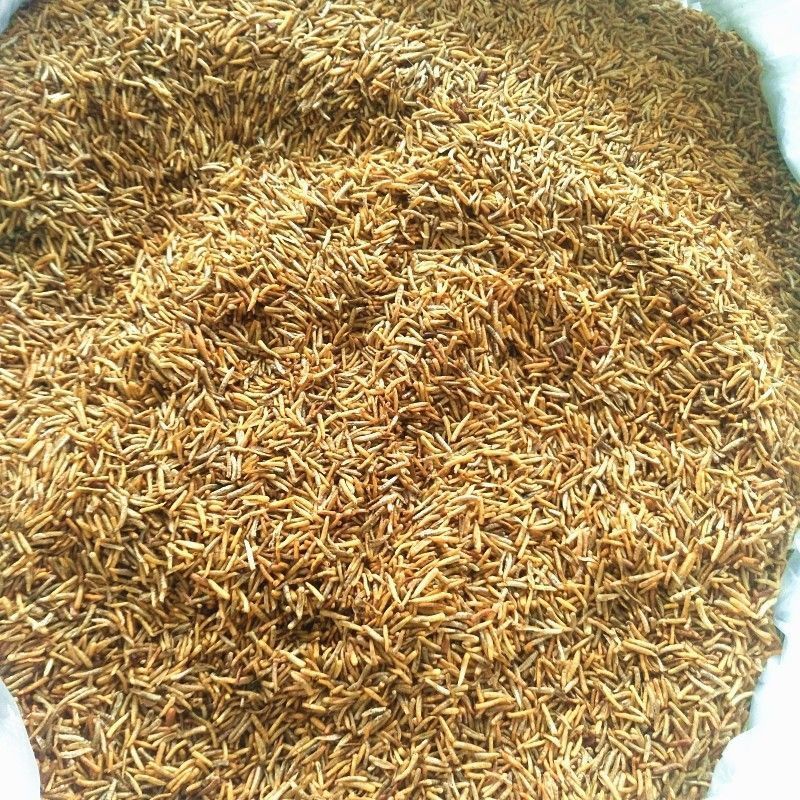 五谷虫冷背中药材食用五谷虫黄金无谷虫正品精选