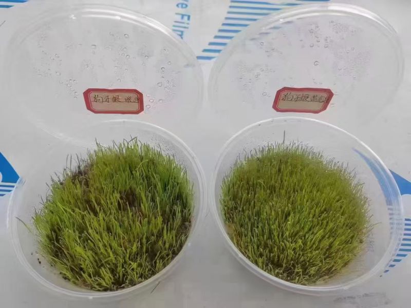 进口狗牙根草坪种子匍匐茎种籽护坡固土草籽耐旱